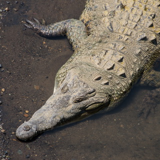 Tarcoles bridge - American crocodile